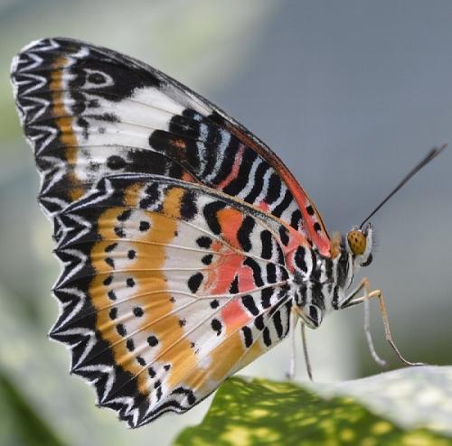 Réf. 231 039 : Cethosia cyane